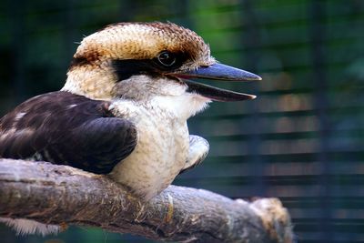 Close-up of bird perching on a tree