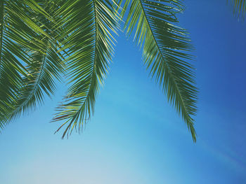 Low angle view of palm tree against sky