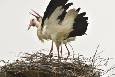 Low angle view of bird flying against sky