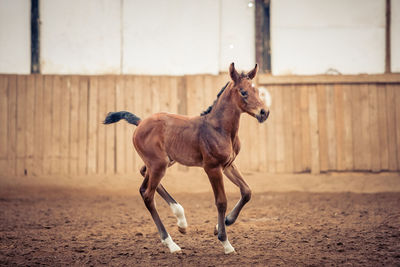 Pony running in ranch