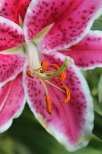 Close-up of pink flower