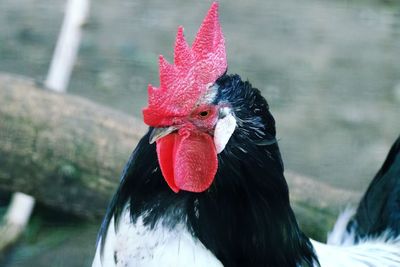 Close-up of rooster