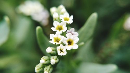 Close-up of flowers blooming outdoors