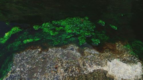 High angle view of moss growing on rock