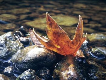 High angle view of dry leaf on rock