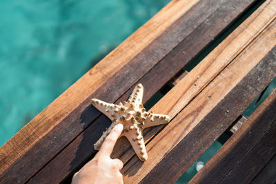 Cropped hand pointing towards starfish on boardwalk