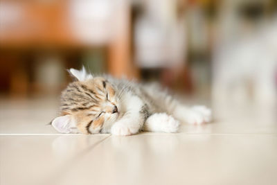 Cat sleeping on floor