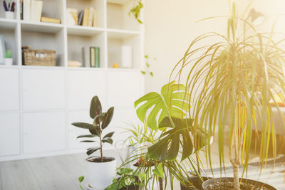 Close-up of potted plant