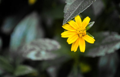 Close-up of yellow flowering plant