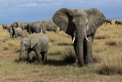 Elephants on grassy field