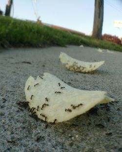 Close-up of road