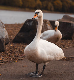 Close-up of duck