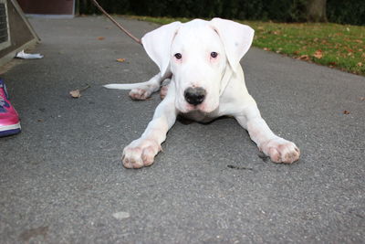 Close-up portrait of dog