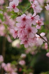 Close-up of pink flowers