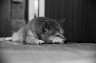 Close-up of a cat sleeping on floor
