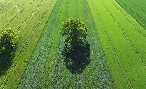 Scenic view of grassy field