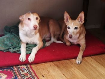 Portrait of dog relaxing on floor at home