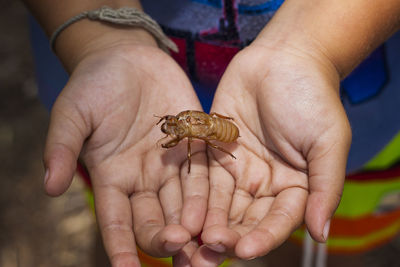 Close-up of insect carcass in child's hand