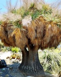 Close-up of palm tree against sky