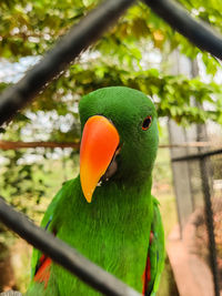 Close up photography of a parrot in a cage