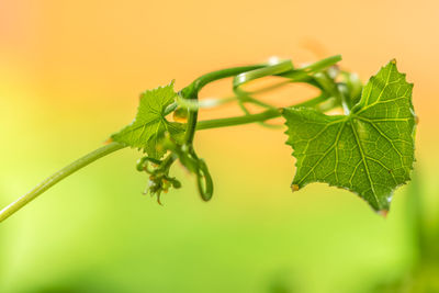 Close-up of grape vine tendrils