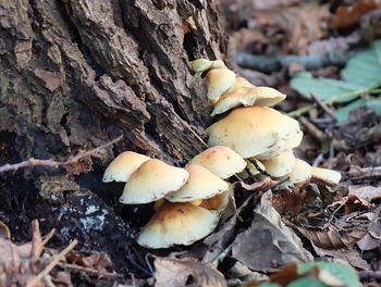 Close up of fungus growing on tree trunk