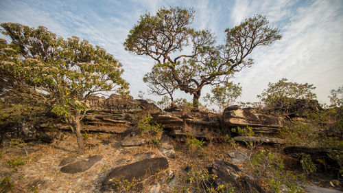 Trees growing on eroded rock against sky