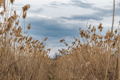 Plants growing on land against sky