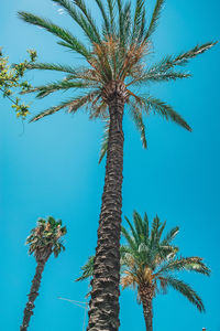 Low angle view of palm tree against blue sky