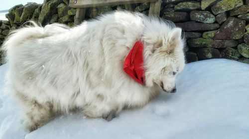 Close-up of white dog