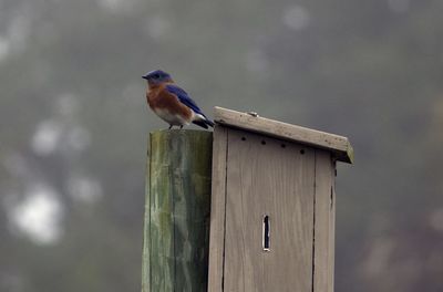 Bird perching on wooden wall