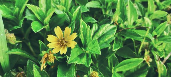 Close-up of yellow flowering plant