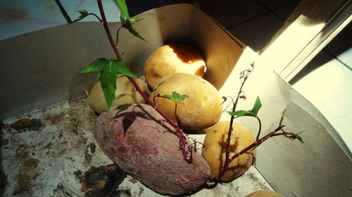 High angle view of apples on plant