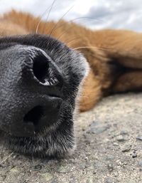 Close-up of a dog