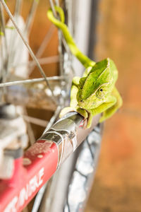 Close-up of chameleon on bicycle