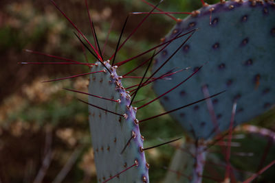 Close-up of cactus paddles