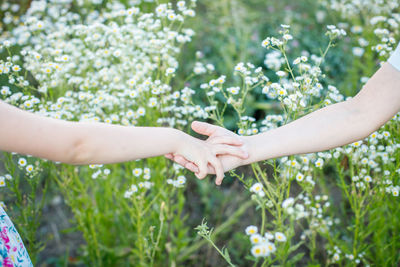 Close-up of hands holding plant