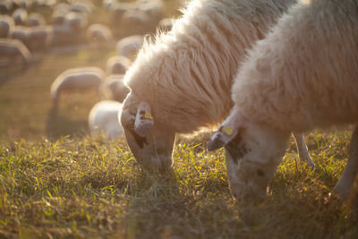 Sheep grazing in a field