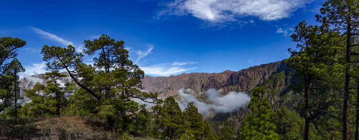 Panoramic shot of trees and plants against sky