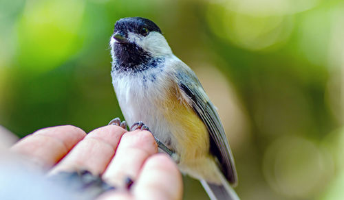 Close-up of bird perching on hand