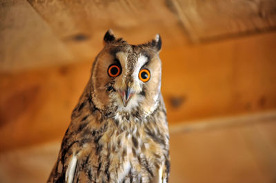 Close-up portrait of owl