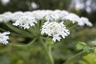 Close-up of white flowering plant