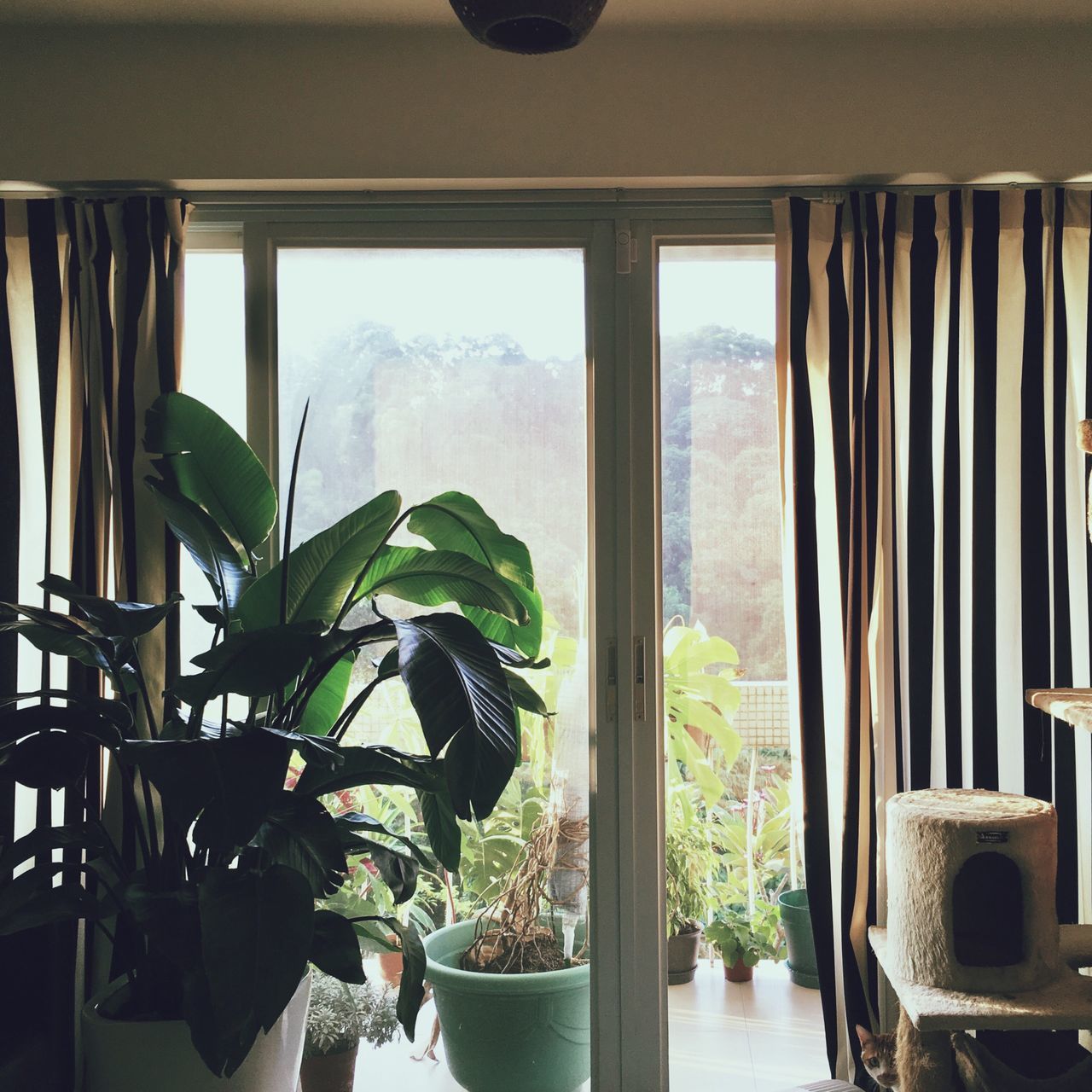 plant, growth, window, potted plant, nature, indoors, leaf, home interior, curtain, no people, green color, day, window sill, beauty in nature, tree, greenhouse, banana tree, sky, close-up, freshness