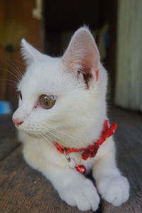 Close-up of cat looking away