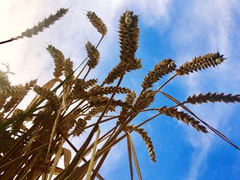 Low angle view of plants against sky