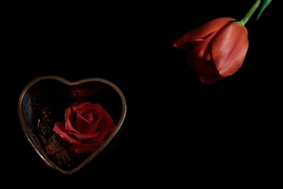 Close-up of red rose against black background