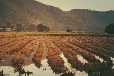 Scenic view of agricultural field against sky