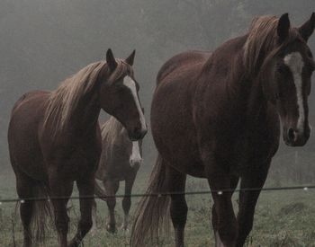 Horses standing on field against sky