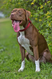 Dog looking away on field