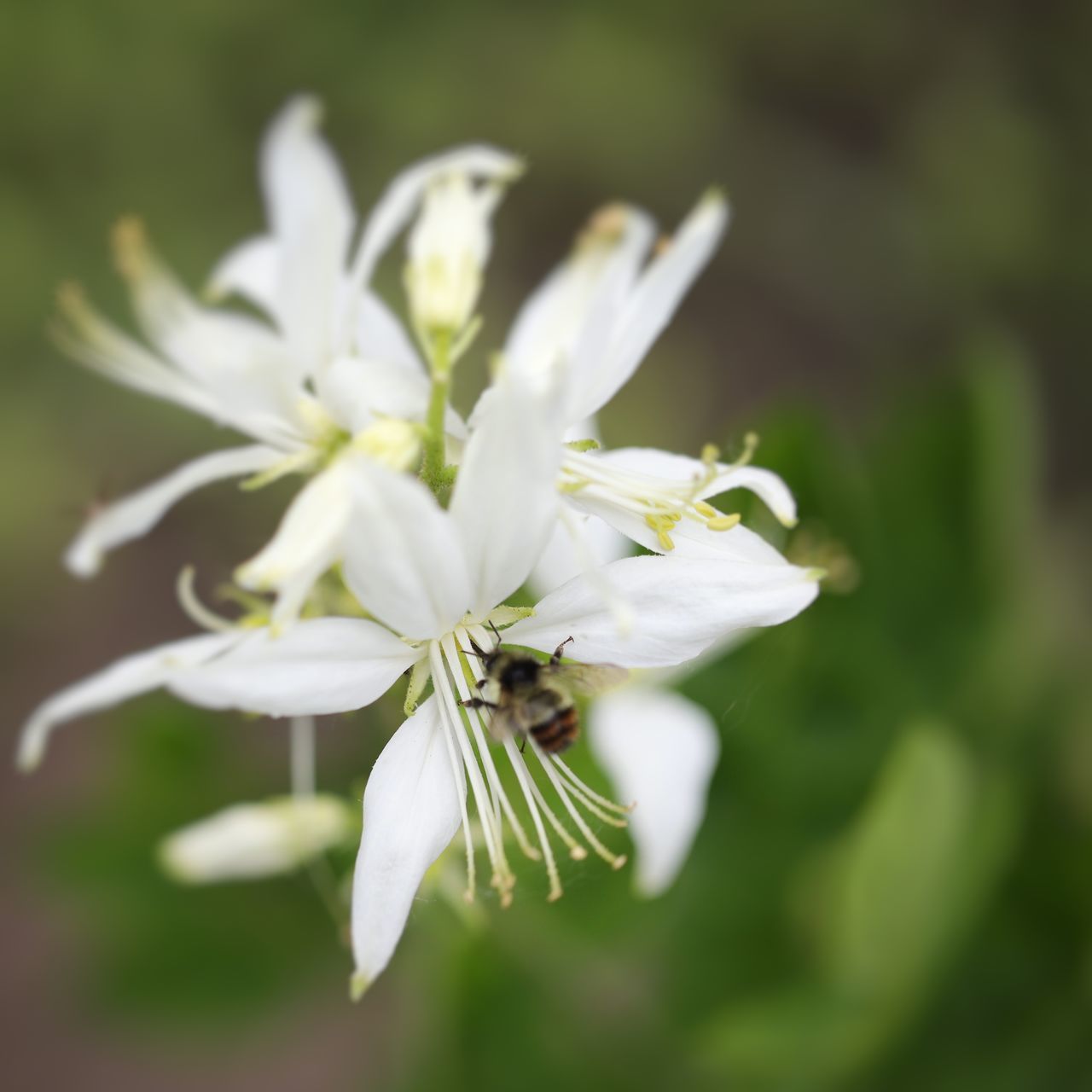 CLOSE-UP OF WHITE FLOWERS